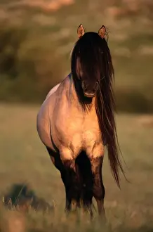 Stallion Prints: sturdy wild horse breed found in small herds in Mexico and western North American plains