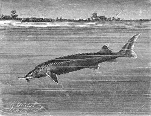 Prints of Sturgeon Fish Swimming Across from Island Timeless Visions: Icons of Art and History: Sturgeon Fish Swimming Across from Island