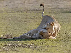 Sub adult lions, panthera leo, at play. These are sub adult lions and they will pend much of their time at play honing