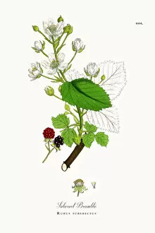 Images Dated 30th May 2018: Suberect Bramble, Rubus suberectus, Victorian Botanical Illustration, 1863