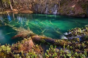 Images Dated 3rd April 2015: Submerged trees in turquoise lakes, Plitvice