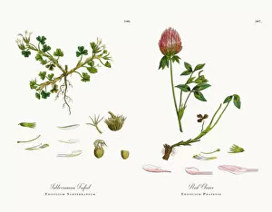 Images Dated 11th December 2017: Subterranean Trefoil, Trifolium Subterraneum, Victorian Botanical Illustration, 1863