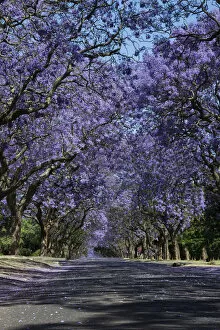 Images Dated 19th October 2014: Suburban road with line of jacaranda trees and small flowers making a carpet - Cullinan South Africa