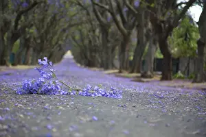 Gallo Landscape Prints: Suburban road with line of jacaranda trees and small flowers making a carpet - Cullinan South Africa