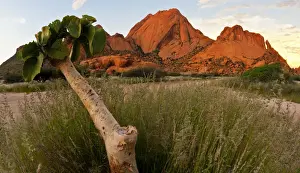 Succulent Kobas Tree (Cyphostemma currori) plant growing at Spitzkoppe, Erongo Region, Namibia