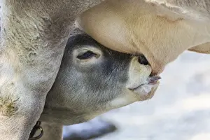Christian Paoli Wildlife Photography Prints: Suckling calf of a Domestic Cattle -Bos primigenius taurus-