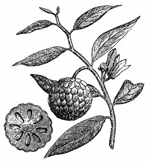 Tropical Tree Gallery: Sugar apple (Annona squamosa)
