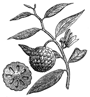 Tropical Tree Gallery: Sugar apple (Annona squamosa)