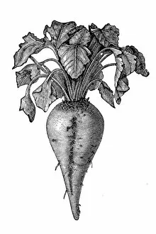 Plant Stem Gallery: Sugar beet (Beta vulgaris)