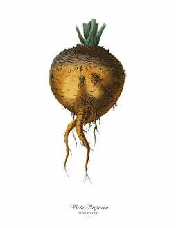 Images Dated 18th February 2019: Sugar Beet, Root Crops and Vegetables, Victorian Botanical Illustration