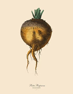 Images Dated 1st February 2019: Sugar Beet, Root Crops and Vegetables, Victorian Botanical Illustration
