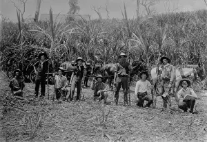 Sugar Cane Harvest