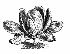 Organic Gallery: Sugar head Cabbage (Brassica oleraceacapitata)