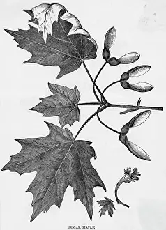 Seeds Prints: Sugar Maple Leaves And Seeds Engraving