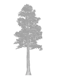 Prints of Dorling Kindersley Prints Unlock the world's wonders with Dorling Kindersley's captivating illustrations – where knowledge meets artistry in every stroke: Sugar pine tree