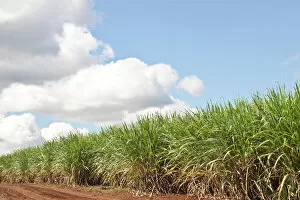 Areas Collection: Sugarcane plants in Mauritius, Africa