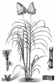 Images Dated 23rd January 2016: Sugarcane (Saccharum officinarum)