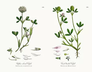 Images Dated 11th December 2017: Sulphur-colored Trefoil, Trifolium ochroleucum, Victorian Botanical Illustration, 1863