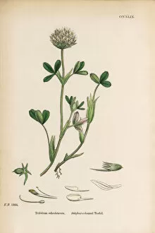 Images Dated 9th June 2017: Sulphur-colored Trefoil, Trifolium ochroleucum, Victorian Botanical Illustration, 1863