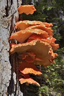 Basidiomycetes Prints: Sulphur Polypore, Sulphur Shelf or Chicken Mushroom -Laetiporus sulphureus