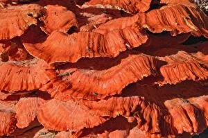 Bark Collection: Sulphur shelf, chicken mushroom -Laetiporus sulphureus-, Coeur dAlene National Forest, Idaho, USA