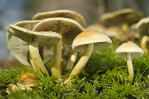 Basidiomycetes Prints: Sulphur or sulfur tuft, or clustered woodlover -Hypholoma fasciculare