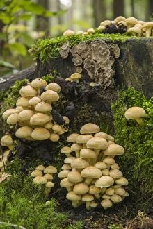Images Dated 29th September 2012: Sulphur Tuft or Clustered Woodlover -Hypholoma fasciculare-, Thuringia, Germany