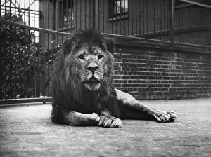 Regents Park Prints: Sultan The Lion
