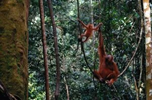 Art Wolfe Photography Gallery: Sumatra orangutan (Pongo pongo abelii) and baby, Indonesia