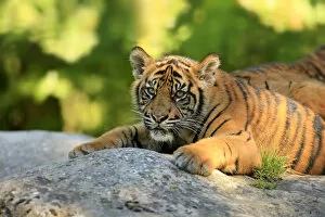 Zoo Animal Collection: Sumatran Tiger -Panthera tigris sumatrae-, young, native to Asia, captive, Krefeld