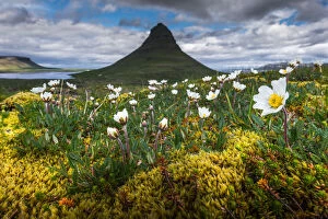 Images Dated 16th June 2014: Summer ambience of Kirkjufell