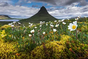 Images Dated 16th June 2014: Summer ambience of Kirkjufell