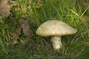 Basidiomycetes Prints: Summer Cep mushroom (Boletus reticulatus)