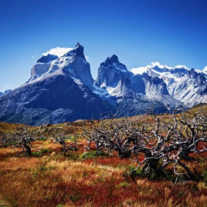 Images Dated 23rd January 2014: Summer colour in Patagonia National Park