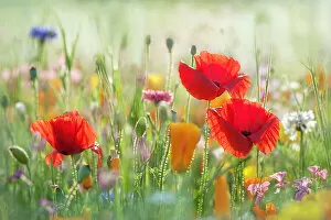 Wildflower Meadows Collection: Summer flower meadow