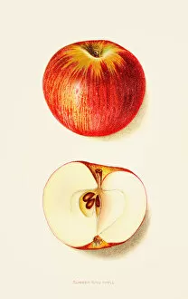 Images Dated 7th June 2018: Summer king apple illustration 1892