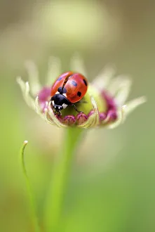Images Dated 18th April 2012: Summer Lady