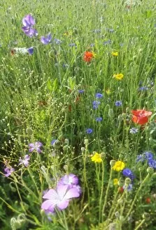 Cornflower Gallery: Summer meadow, Cornflower -Centaurea cyanus-, Yarrow -Achillea-, Mallow -Malva