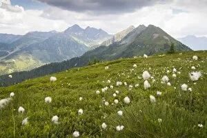 Summer meadow on the Planai region, Schladming, Styria, Austria