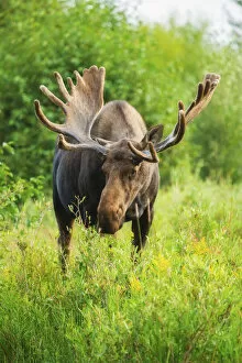 Images Dated 12th August 2014: Summer moose