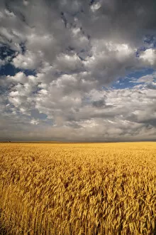 Summer morning wheat fields on South Dakota prairie, South Dakota, USA