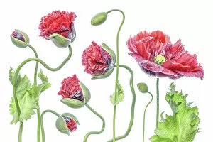 Images Dated 9th June 2016: Summer Poppies