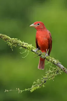 Images Dated 21st December 2016: Summer Tanager