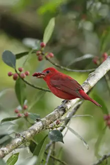 Summer Tanager
