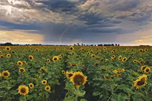 Images Dated 29th February 2012: A summer thunderstorm with a lightning strike approaches a field full of blooming yellow