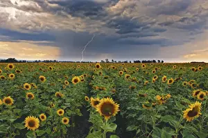 A summer thunderstorm with a lightning strike approaches a field full of blooming yellow sunflowers at sunset. Magaliesburg, Gauteng Province, South Africa