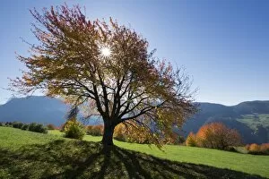 Sun and autumn colored tree