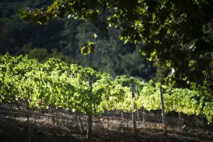 Images Dated 20th January 2014: Sun-drenched vines on Groot Constantia, Cape Town. RSA