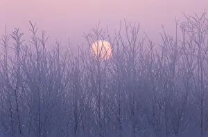 Art Wolfe Photography Prints: Sun and Frosted Trees, Nagano Prefecture, Japan