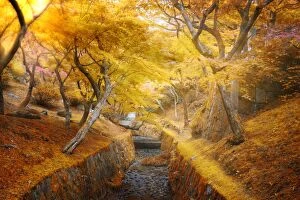 Images Dated 7th November 2015: sun light ray through golden leaves foliage in autumn